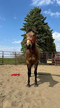 FOR SALE 2021 BUCKSKIN MARE- DHD Dont Vax Me Plz  aka "Stevie"