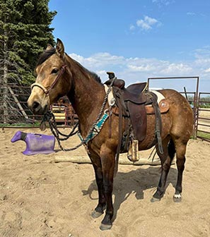 For Sale 2021 BUCKSKIN MARE- DHD Dont Vax Me Plz  aka "Stevie"