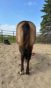 FOR SALE  2021 BUCKSKIN MARE- DHD Dont Vax Me Plz  aka "Stevie"